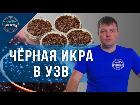 Видео: Пара слов о чёрной икре в УЗВ