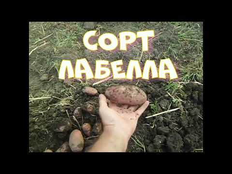 Видео: Уборка картофеля 2022 г.