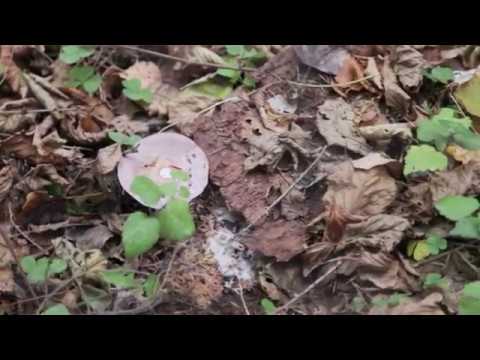Видео: Грибной сезон. Рядовки
