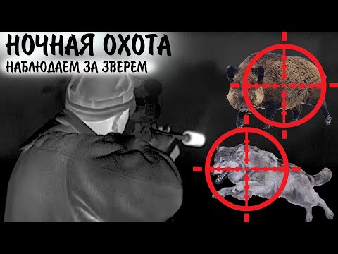 Видео: НОЧНАЯ ОХОТА  /  ВОЛК, МЕДВЕДЬ, КАБАН  /  НАБЛЮДАЮ ЗА ЗВЕРЕМ
