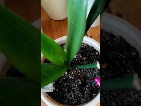 Видео: Сансевиерии, начало, часть 2
