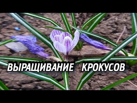 Видео: Крокусы: Выращивание и Уход в Саду