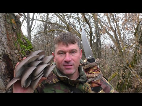 Видео: Я ОПУПЕЛ! УШЛИ С СЫНОМ В БРОШЕННЫЙ САД И НАТКНУЛИСЬ НА ДЕРЕВО УСЫПАННОЕ ГРИБАМИ! {НОЖ КОПЬЁ ВЫРУЧИЛ}