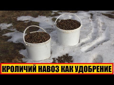 Видео: КРОЛИЧИЙ НАВОЗ КАК УДОБРЕНИЕ | КРОЛИЧИЙ ПЕРЕГНОЙ | КРОЛИЧИЙ НАВОЗ | УДОБРЕНИЕ ЗЕМЛИ КРОЛИЧИЙ НАВОЗОМ