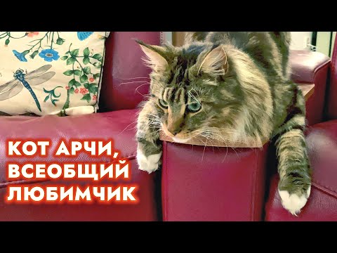 Видео: Кот Арчи во всей красе, кошка Анфиса в кукурузе. Где покупаем овощи. #котарчи #кошкаанфиса