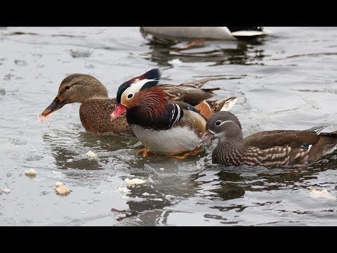 Видео: Мандаринки в Москве и области, 2018 г