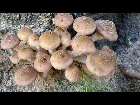 Видео: В лес 🌲 за грибами🍄 с кошкой и собакой, собираю опята.