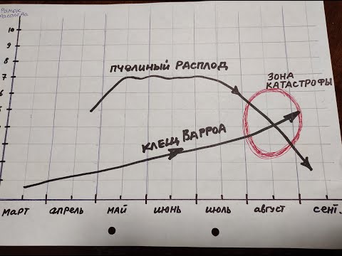 Видео: Ч.1. КАТАСТРОФА РАЗВИТИЯ КЛЕЩА ВАРРОА В СЕМЬЕ ПЧЁЛ ПО СЕЗОНУ !!! КЛЕЩЕВОДЫ !!!