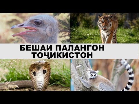 Видео: АҶОИБОТИ БЕШАИ ПАЛАНГОН. ТИГРОВЫЙ ЛЕС ТАДЖИКИСТАНА