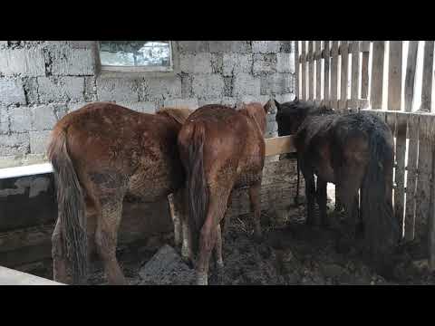 Видео: Тай бордақылау 2-бөлім