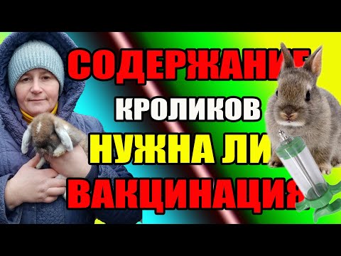 Видео: Как содержать кроликов  и нужна ли вакцинация.