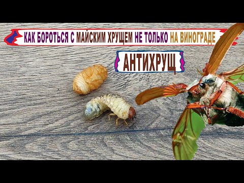 Видео: 🍇 Как бороться с МАЙСКИМ ХРУЩЕМ. Если не растут САЖЕНЦЫ ВИНОГРАДА сделай ЭТО и забудете за ХРУЩЕЙ.