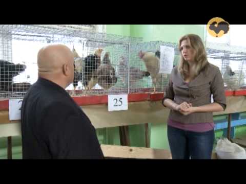 Видео: Выставка кур в Ливнах: Ливенская порода кур. ЖД-142