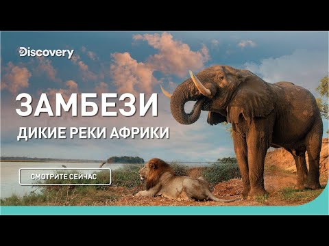 Видео: Замбези | Дикие реки Африки | Discovery Channel