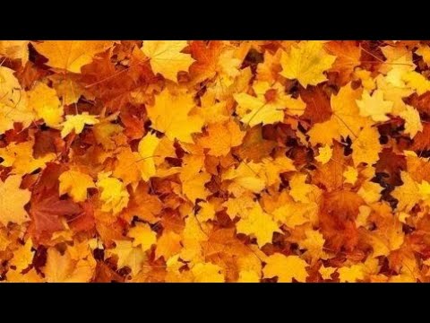 Видео: Немного из жизни за сентябрь 