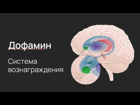 Видео: Как работает мотивация?