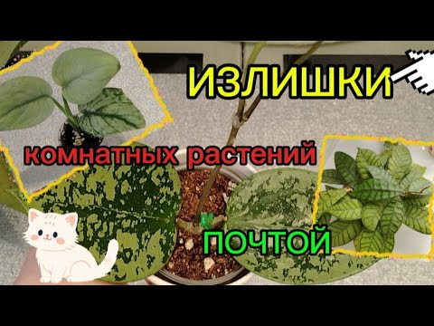 Видео: /Излишки комнатных растений почтой/