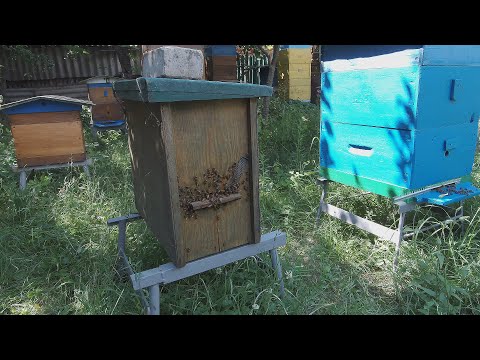 Видео: Переселил пойманный бродячий рой №3 с ловушки в улей.