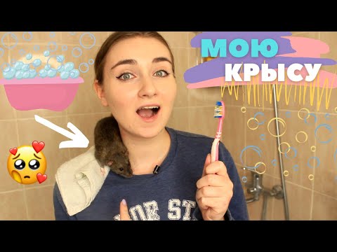 Видео: Мою хвост крысам 🐀 \ НУЖНО ЛИ МЫТЬ КРЫС?