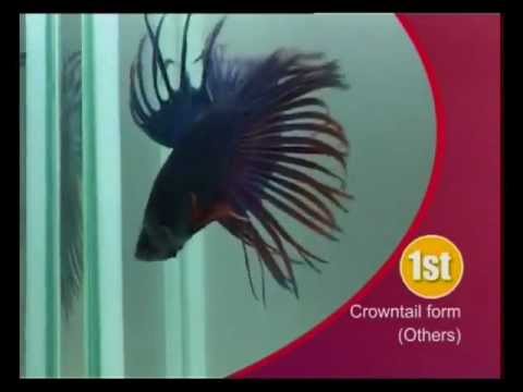 Видео: Рыба петушок