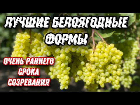 Видео: Первые созревшие бело-ягодные формы винограда!