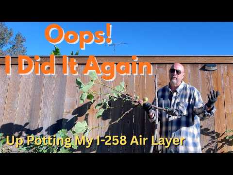 Видео: Наконец-то пересаживаю в горшок мой инжир I-258 с воздушной отводкой