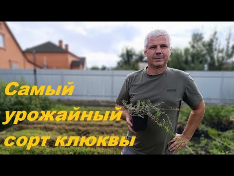 Видео: Пилигрим, самый урожайный сорт клюквы!!!