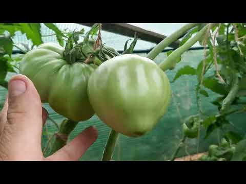 Видео: Доматите в градинката ми 28.08.2025