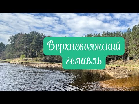 Видео: Верхневолжский Голавль