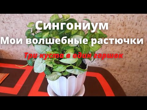 Видео: Сингониум. Мои волшебные растючки.Три куста в один горшок