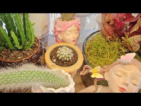 Видео: Комнатные растения #top #plants #nature #flowers #обзор #diy #garden #
