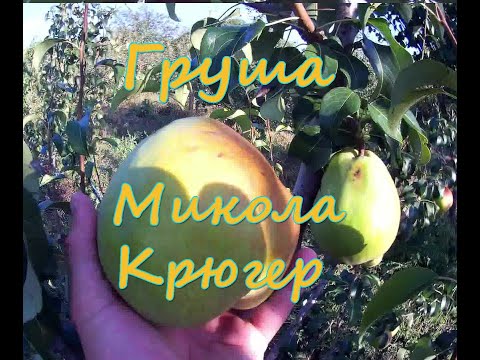 Видео: Груша Микола Крюгер