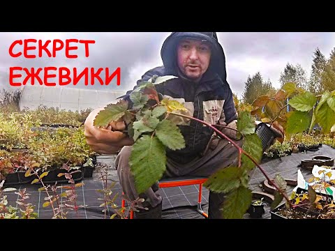 Видео: Хотите посадить ЕЖЕВИКУ? Вы должны это знать.