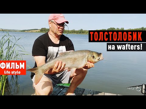 Видео: Толстолобик на Wafters!