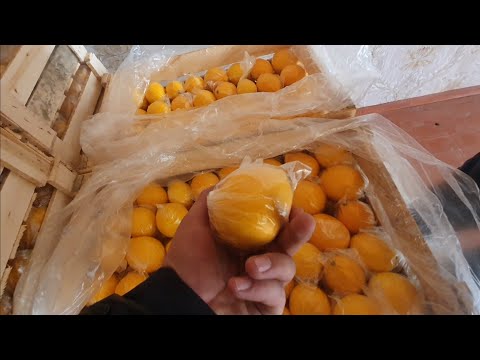 Видео: Лимон бизнесидан яхши фойда килишни билармидингиз?
