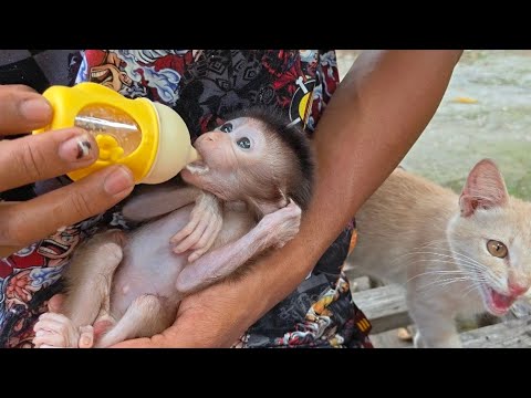 Видео: ОБЕЗЬЯНА НУНО САМАЯ ОТЛИЧАЕТСЯ ОТ ДРУГИХ!!!