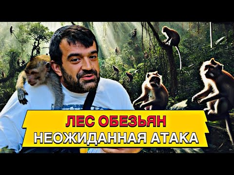 Видео: Обезьяньи будни: Прогулка по лесу Священных Обезьян в Убуде