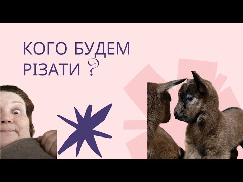 Видео: Найцікавіші моменти з козенятами на випасі.