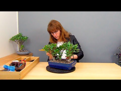 Видео: Бонсай Лес из крассул (ч.2).