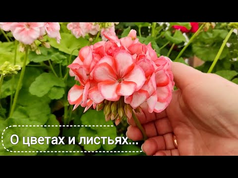 Видео: Парад цветения пеларгоний начинается! Показательные кустики 😉 сегодня 28.03.24.