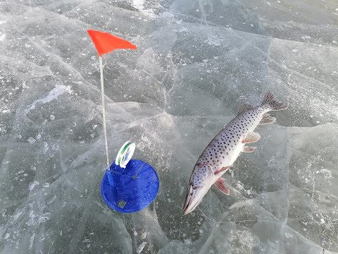 Видео: ХАНКА ЩУКА НА ЖЕРЛИЦЫ