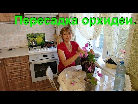 Видео: Прошло 7 месяцев, заглянем в кашпо к орхидее. Что же внутри закрытой системы.