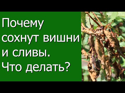 Видео: Почему сохнут вишни и сливы, что делать?