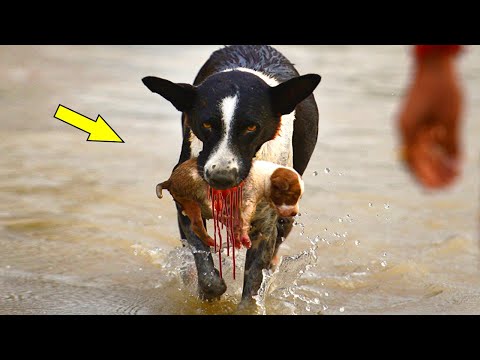 Видео: Собака принесла из леса замёрзшего щенка - если бы она только знала, чем это обернётся...