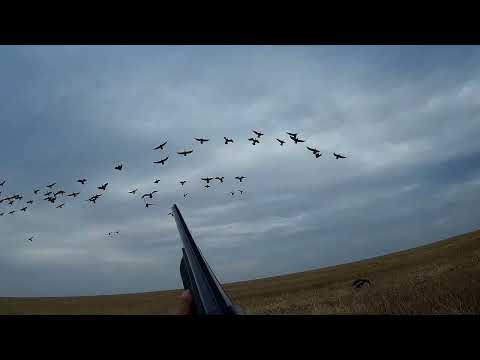 Видео: охота на гуся в одного 08 10 2024