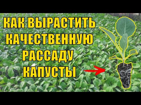 Видео: Как вырастить качественную рассаду капусты.