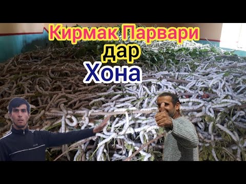 Видео: Тарзи парвариши кирми пила дар шароит ХОНА