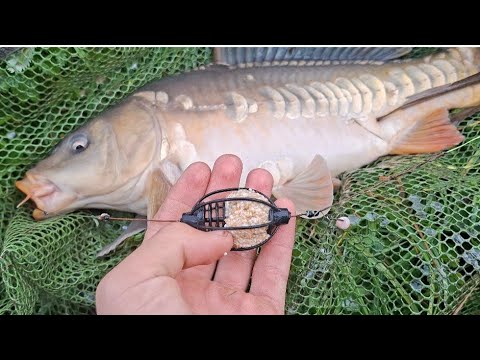 Видео: КАВУН РВЕ РЕКОРИДИ ЛОВЛЯ КАРПА КАРАСЯ І БІЛОГО АМУРА НА ПРУЖИНИ!