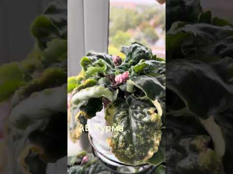 Видео: 30 сентября 2025 г.