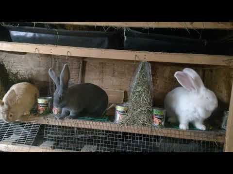 Видео: Как выбрать крольчиху на племя.#каквыбратькрольчиху.